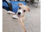 Adopt Kacey a Tan/Yellow/Fawn Labrador Retriever / Pointer / Mixed dog in