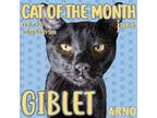 Adopt Giblet a Domestic Shorthair / Mixed (short coat) cat in New Orleans