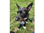 Adopt Beatrix a Cairn Terrier / Mixed dog in New Orleans, LA (41395560)