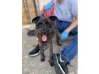 Adopt Apple Sauce a Cairn Terrier / Mixed dog in New Orleans, LA (41394235)