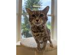 Adopt Nadia a Gray, Blue or Silver Tabby Domestic Mediumhair / Mixed (medium