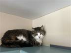 Adopt Ella a Brown Tabby Domestic Shorthair / Mixed (short coat) cat in
