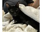 Adopt Rex a Domestic Shorthair / Mixed cat in Oceanside, CA (41469829)