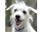 Adopt Glenda a White Terrier (Unknown Type, Small) / Mixed dog in Savannah