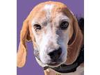 Adopt Sam a Tricolor (Tan/Brown & Black & White) Beagle / Mixed dog in Savannah