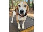 Adopt Sam a Tricolor (Tan/Brown & Black & White) Beagle / Mixed dog in Savannah