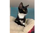 Adopt Kandi a Black & White or Tuxedo Domestic Shorthair / Mixed cat in Land O