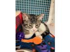 Adopt Kristi a Brown Tabby Domestic Shorthair / Mixed cat in Land O Lakes