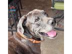 Adopt Duke a Great Dane / Mixed dog in Bullard, TX (41069370)