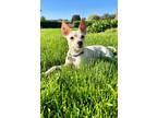 Adopt Allison a Rat Terrier / Mixed dog in Fond du Lac, WI (41322222)