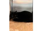 Adopt Poe a Domestic Mediumhair / Mixed (short coat) cat in Tool, TX (41469655)