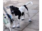 Adopt Weller a White - with Black Pointer / Labrador Retriever / Mixed dog in