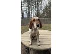 Adopt Tully a White - with Red, Golden, Orange or Chestnut Coonhound / Mixed dog