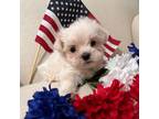 Maltese Puppy for sale in Hamlet, NC, USA