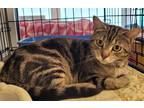 Adopt Lilah a Domestic Shorthair / Mixed (short coat) cat in Darlington