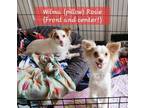 Adopt Wilma and Rose a Tan/Yellow/Fawn - with White Papillon / Mixed dog in