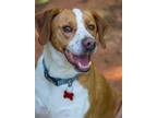 Adopt Braydan a Tan/Yellow/Fawn - with White Hound (Unknown Type) / English
