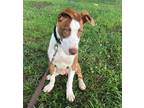 Adopt Soave a Tan/Yellow/Fawn - with White Pit Bull Terrier / Mixed dog in