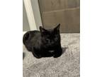 Adopt Raclette a All Black Domestic Shorthair / Mixed (short coat) cat in