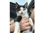 Adopt Pluto a Black & White or Tuxedo Domestic Shorthair / Mixed (short coat)