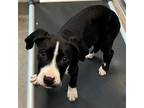 Adopt Zorro a Mixed Breed (Medium) / Mixed dog in Rancho Santa Fe, CA (41469796)