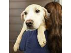 Adopt Joey a Mixed Breed (Medium) / Mixed dog in Rancho Santa Fe, CA (41469795)