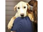 Adopt Chandler a Mixed Breed (Medium) / Mixed dog in Rancho Santa Fe