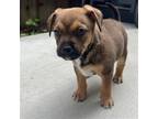 Adopt Frodo a Mixed Breed (Medium) / Mixed dog in Rancho Santa Fe, CA (41469793)
