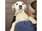 Adopt Phoebe a Mixed Breed (Medium) / Mixed dog in Rancho Santa Fe