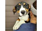 Adopt Monica a Mixed Breed (Medium) / Mixed dog in Rancho Santa Fe