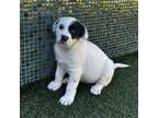 Adopt Dorothy a Mixed Breed (Medium) / Mixed dog in Rancho Santa Fe