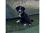 Adopt Toto a Mixed Breed (Medium) / Mixed dog in Rancho Santa Fe, CA (41469789)