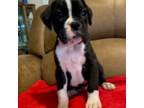 Boxer Puppy for sale in New Albany, MS, USA