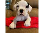 Boxer Puppy for sale in New Albany, MS, USA