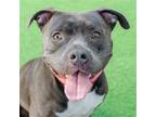 Adopt Lexi a Gray/Silver/Salt & Pepper - with White Pit Bull Terrier / Mixed dog