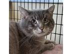 Adopt Lilo a Gray or Blue Domestic Shorthair / Mixed (short coat) cat in