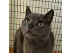 Adopt Lil Man a Gray or Blue Domestic Shorthair / Mixed (short coat) cat in