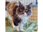 Adopt Beatrice a Calico or Dilute Calico Domestic Longhair / Mixed (long coat)