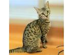 Adopt Clover a Brown Tabby Domestic Shorthair / Mixed (short coat) cat in