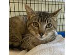 Adopt Donna a Brown Tabby Domestic Shorthair / Mixed (short coat) cat in