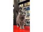 Adopt Silver Charm a Domestic Shorthair / Mixed (short coat) cat in Cincinnati