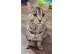 Adopt Braid a Domestic Shorthair / Mixed (short coat) cat in Cincinnati