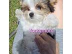 Biewer Terrier Puppy for sale in Destin, FL, USA