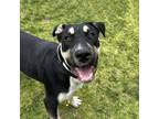 Adopt Donny a Mastiff / Mixed dog in El Cajon, CA (41466588)