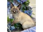 Adopt 3/9/24 - Zelda a Domestic Shorthair / Mixed (short coat) cat in