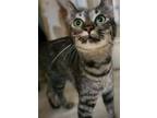 Adopt Este a Domestic Shorthair / Mixed (short coat) cat in El Dorado