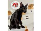 Adopt MONET a All Black American Shorthair / Mixed (short coat) cat in Oakland