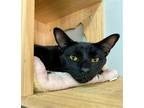 Adopt VAN GOGH a All Black American Shorthair / Mixed (short coat) cat in
