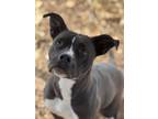 Adopt Ruth a American Pit Bull Terrier / Mixed dog in Duncan, OK (41462951)