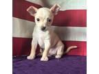Chihuahua Puppy for sale in Mayslick, KY, USA